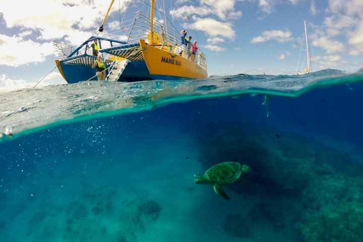 Catamaran on water, sea turtle swimming underwater, clear sky.